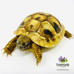 Tortoise Town Turtle Store | 2511 fire road, suite a8, 2511 Fire Rd A7, Egg Harbor Township, NJ 08234 | Phone: (609) 827-2645