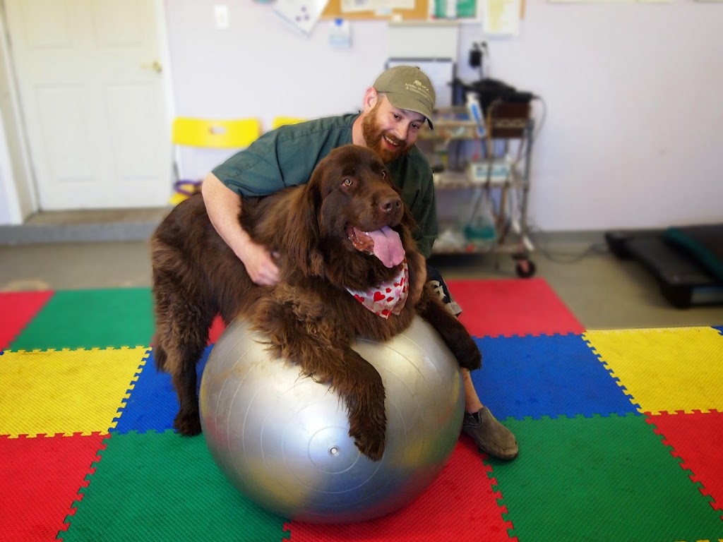 AnWell Veterinary Rehab & Conditioning Center | 1945 State Rd, Quakertown, PA 18951 | Phone: (610) 346-7854