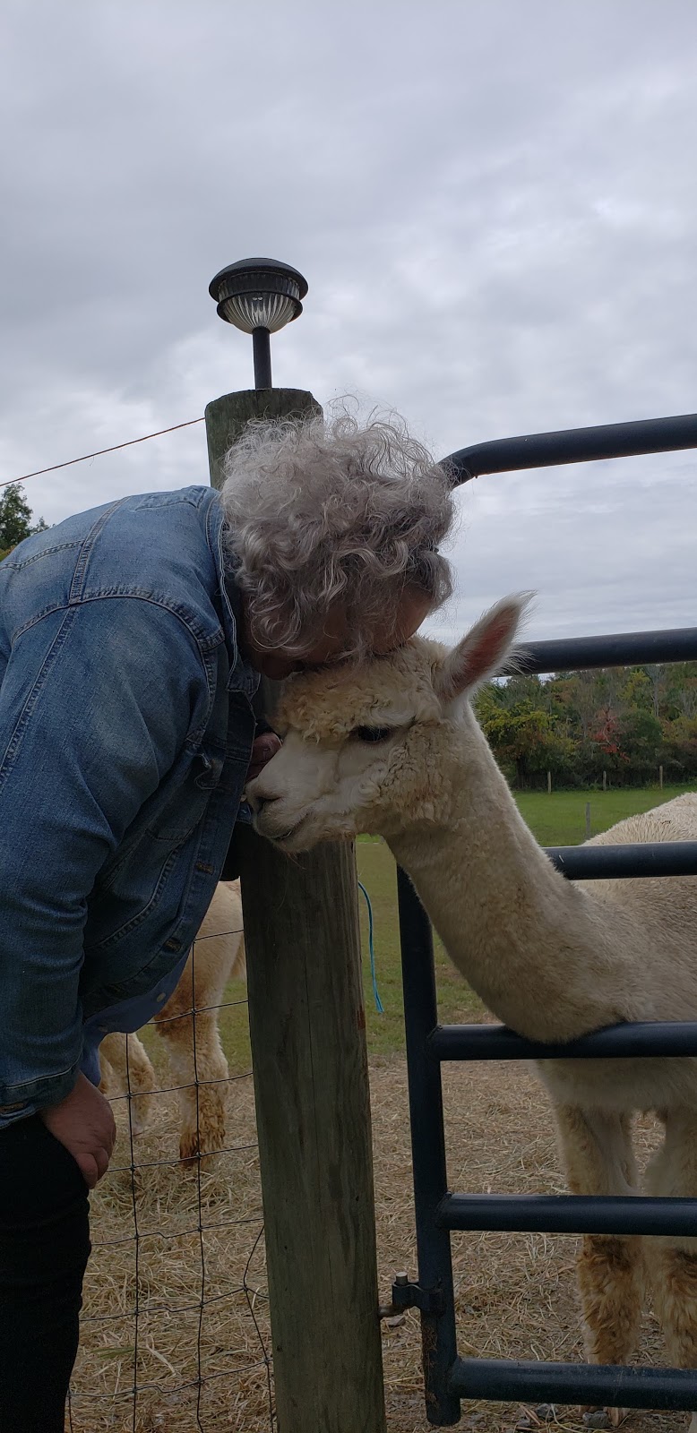 Crimson Leaf Alpaca Farm , Hudson N.Y. | 690 Fish and Game Rd, Hudson, NY 12534 | Phone: (518) 672-5124