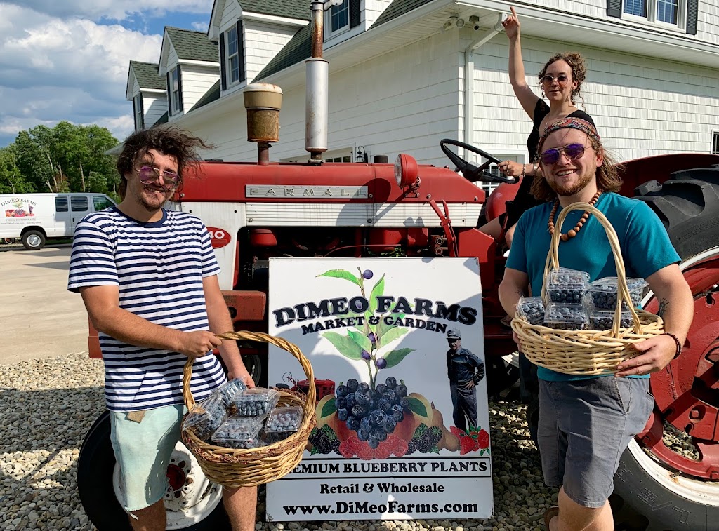 DiMeo Blueberry Farms & Blueberry Plants Nursery | 3101 Nesco Rd, Hammonton, NJ 08037 | Phone: (609) 561-5905