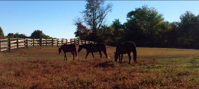 Calypso Farm | 25 Seelbach Ln, Staatsburg, NY 12580 | Phone: (914) 474-2514