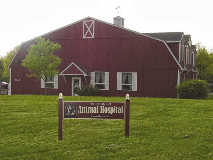 Belle Mead Animal Hospital | 872 US-206, Hillsborough Township, NJ 08844 | Phone: (908) 874-4447