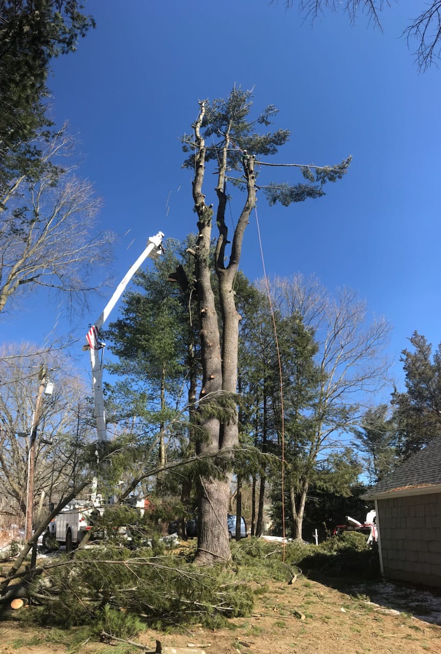 Everest Tree Care | 58 Ethan Allen Hwy, Ridgefield, CT 06877 | Phone: (203) 280-3770