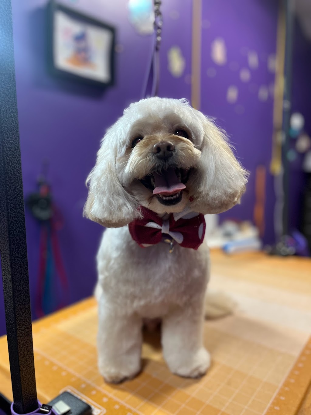 Spirit Animals Dog Grooming | 2153 NJ-35, Sea Girt, NJ 08750 | Phone: (732) 449-2322