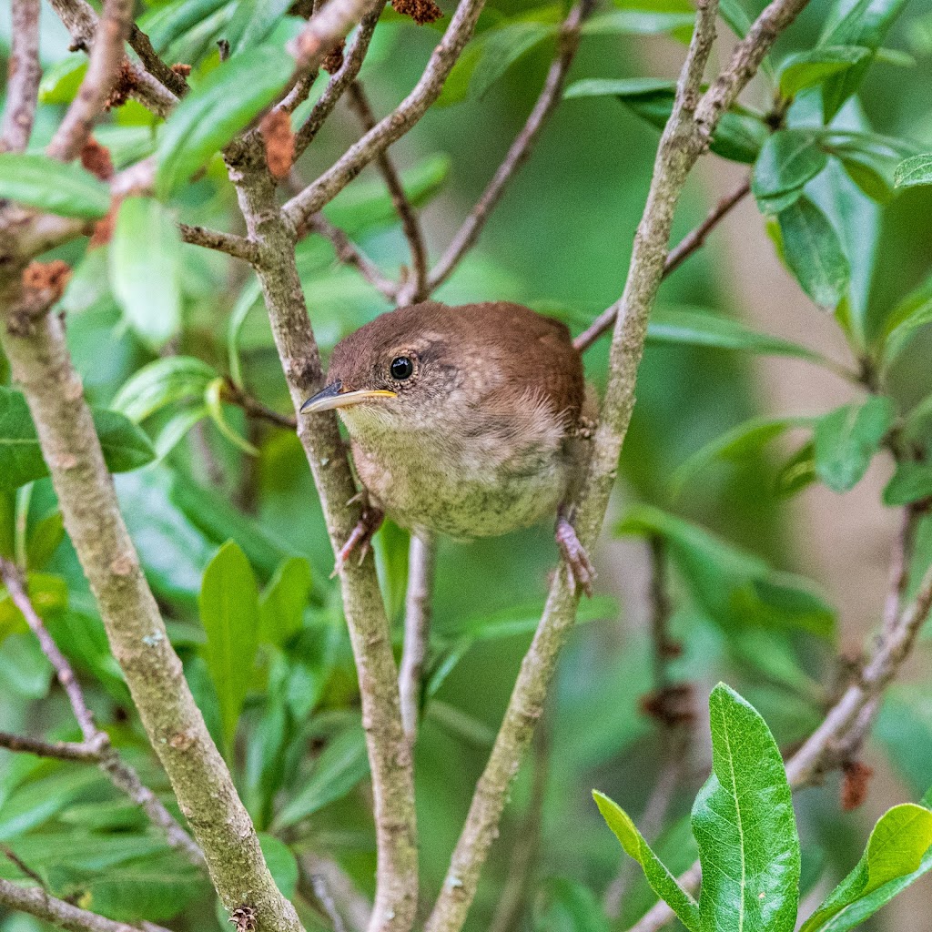 Bedford Audubon Society | 35 Todd Rd, Katonah, NY 10536 | Phone: (914) 232-1999