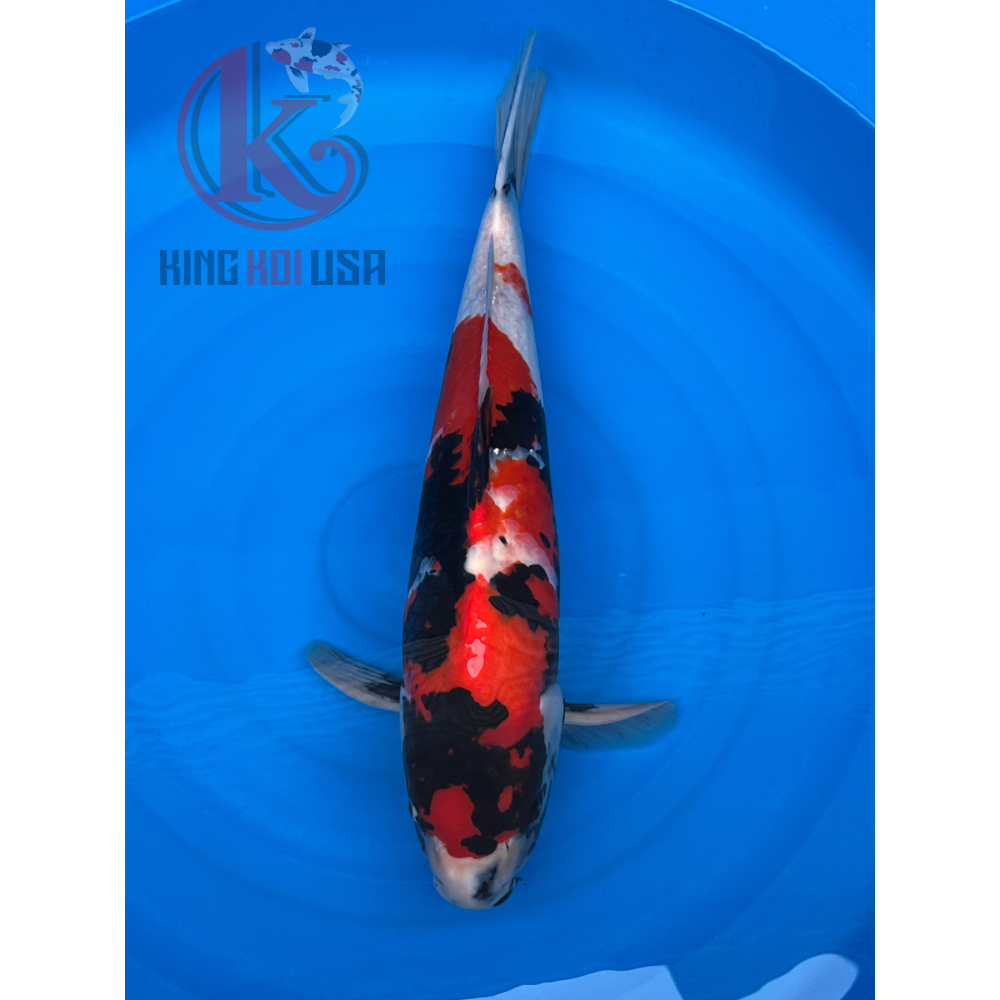 King Koi USA | 123 Bridgeton Pike Suites #703, Mullica Hill, NJ 08062 | Phone: (856) 777-6608