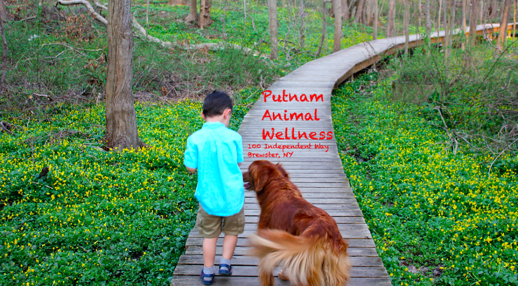 Putnam Animal Wellness | 100 Independent Way, Brewster, NY 10509 | Phone: (845) 278-7729