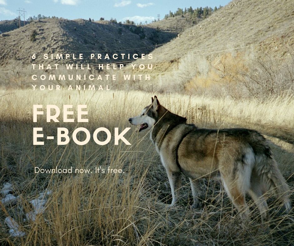 Two Bear Healing Arts | Animal Communication + Reiki | 664 Sierra Vista Ln, Valley Cottage, NY 10989 | Phone: (845) 512-8389
