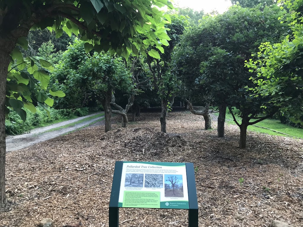 The Pollarded Garden | The Pollarded Garden @ The Bartlett Arboretum, Stamford, CT 06903 | Phone: (203) 322-6971