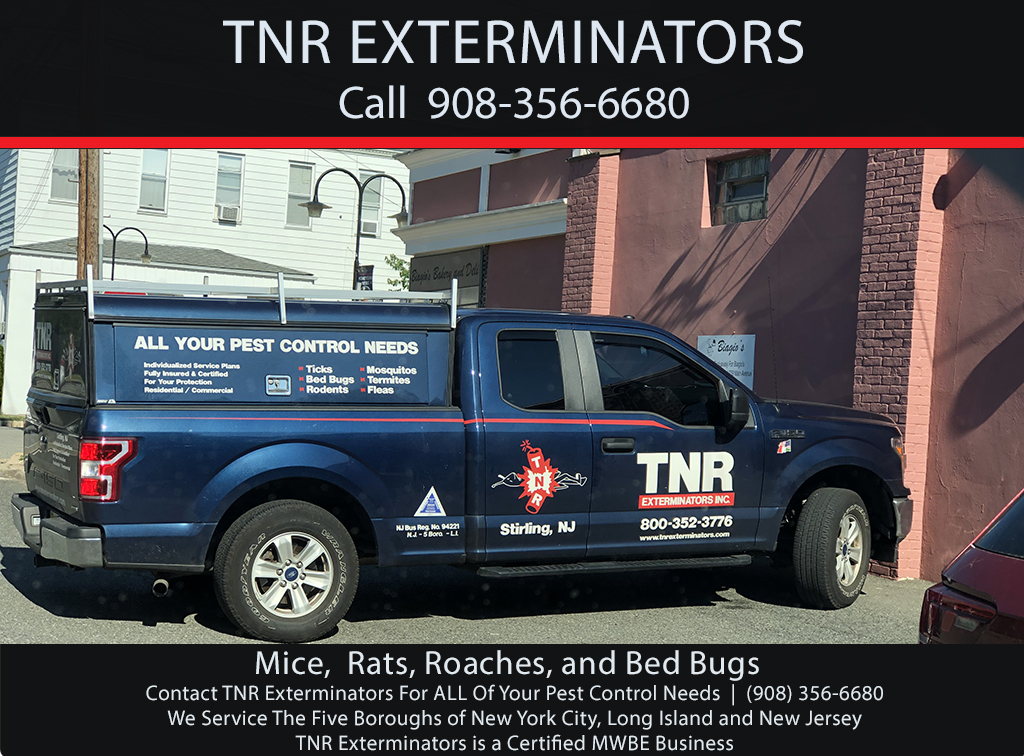 TNR Exterminators | 17 Rolling Hill Dr, Millington, NJ 07946 | Phone: (718) 338-2526