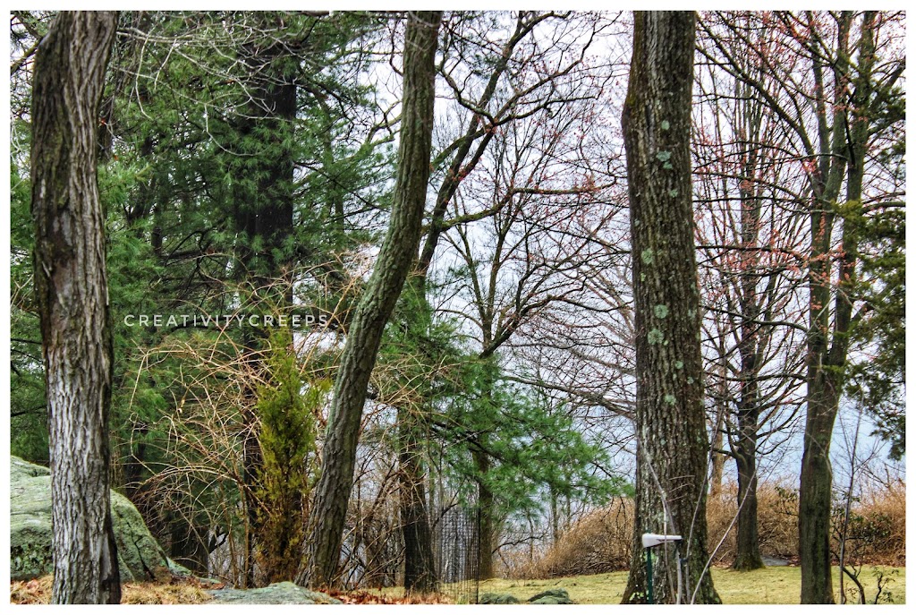 Ramapo State Forest | Skyline Dr, Oakland, NJ 07436 | Phone: (973) 962-7031