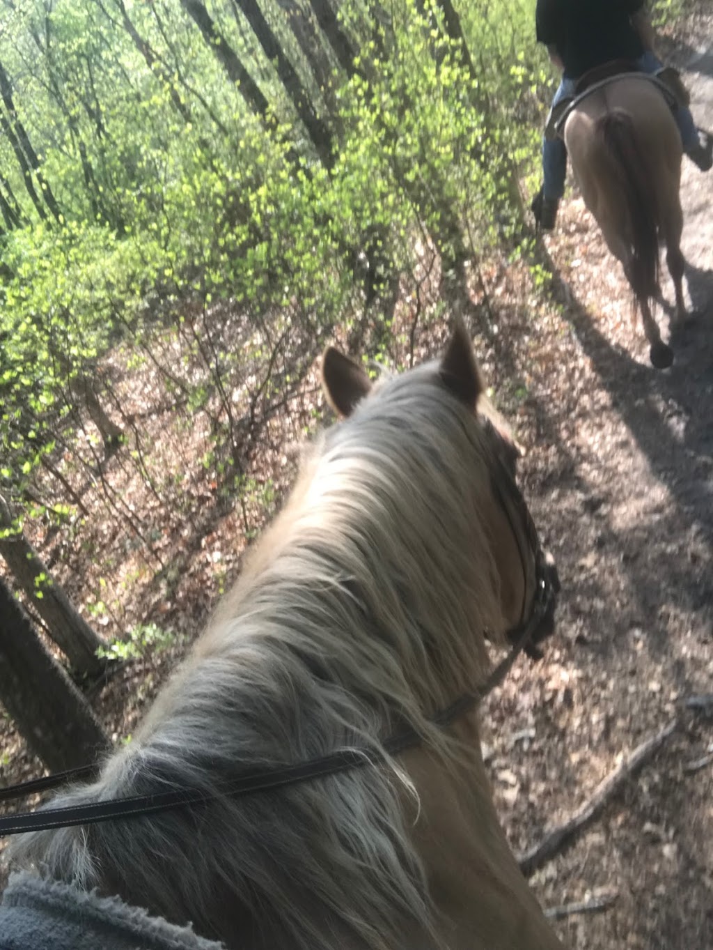 RIDIN HIGH Horseback riding | 815 E Veterans Hwy, Jackson Township, NJ 08527 | Phone: (732) 547-2142