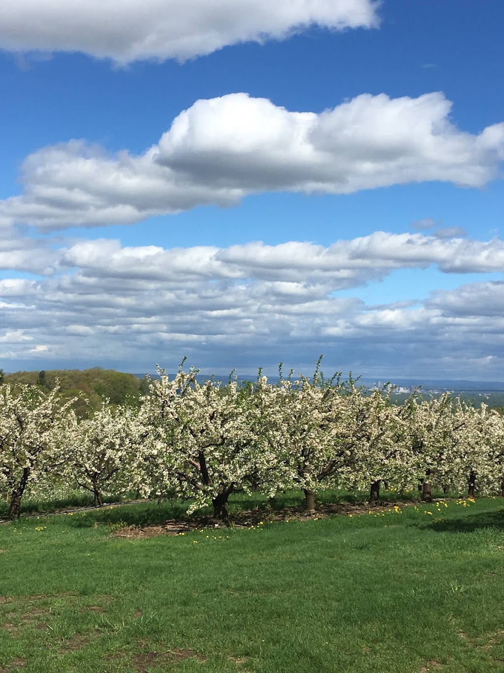Belltown Hill Orchards | 483 Matson Hill Rd, South Glastonbury, CT 06073 | Phone: (860) 633-2789