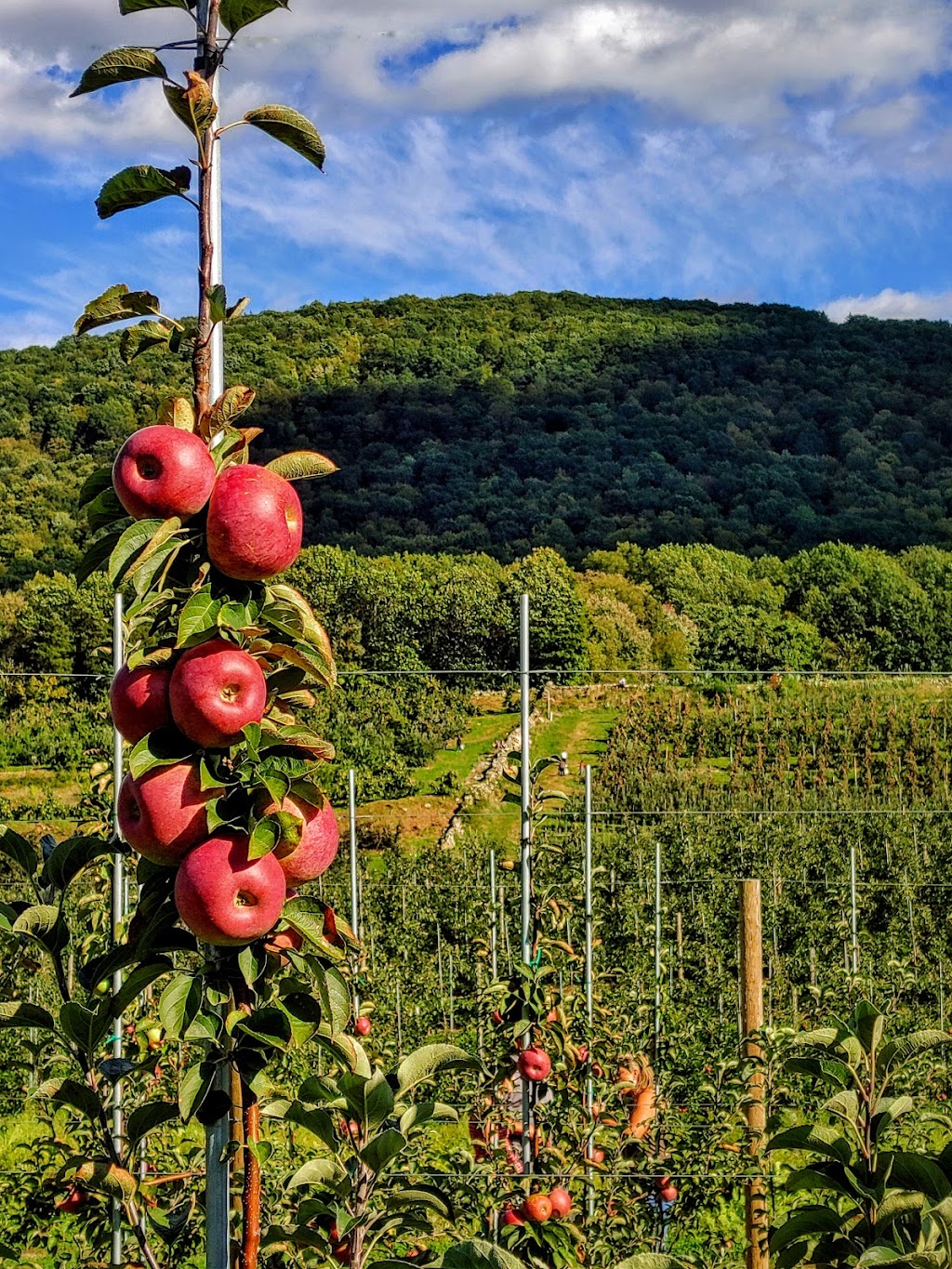 Wilklow Orchards | 341 Pancake Hollow Rd, Highland, NY 12528 | Phone: (845) 691-2339