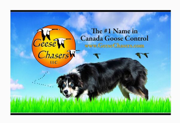 Geese Chasers - SOUTH JERSEY | 2237 Auburn Ave, Atco, NJ 08004 | Phone: (866) 828-9942