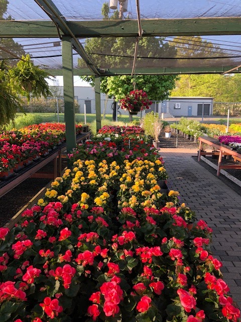 Deans Greens Garden, Nursery & Floral Center | 295 Snyder Ave, Berkeley Heights, NJ 07922 | Phone: (908) 464-2003