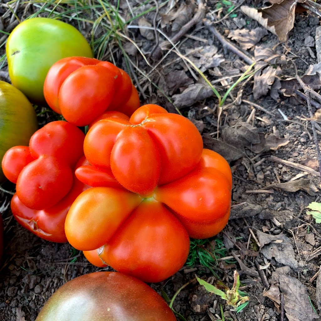Rainbow Tomatoes Garden | 2979 Kutztown Rd, East Greenville, PA 18041 | Phone: (570) 762-6140