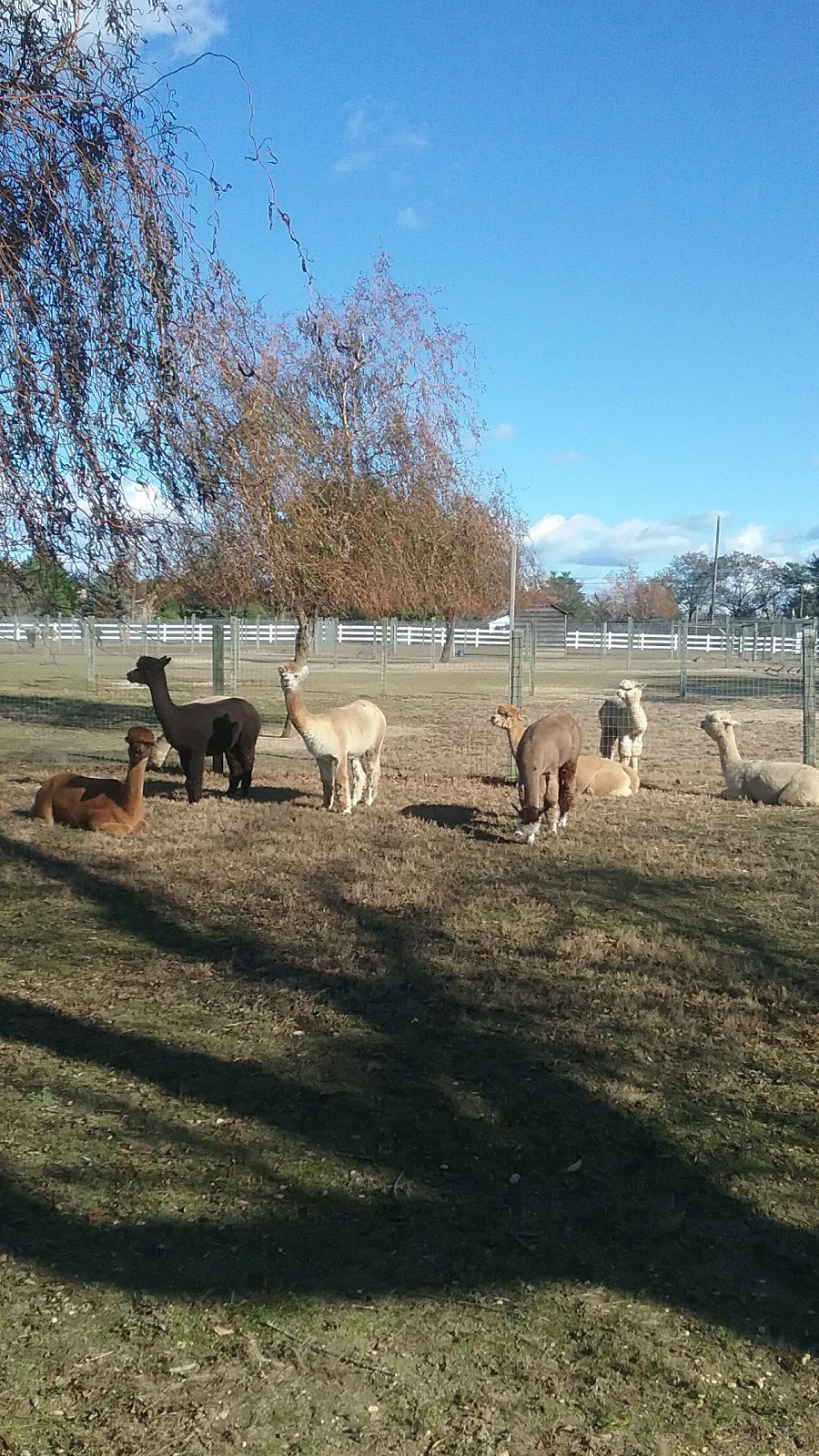 Arrow Acres Alpaca Farm | 2011 Bentz Rd, Wall Township, NJ 07719 | Phone: (732) 861-1385