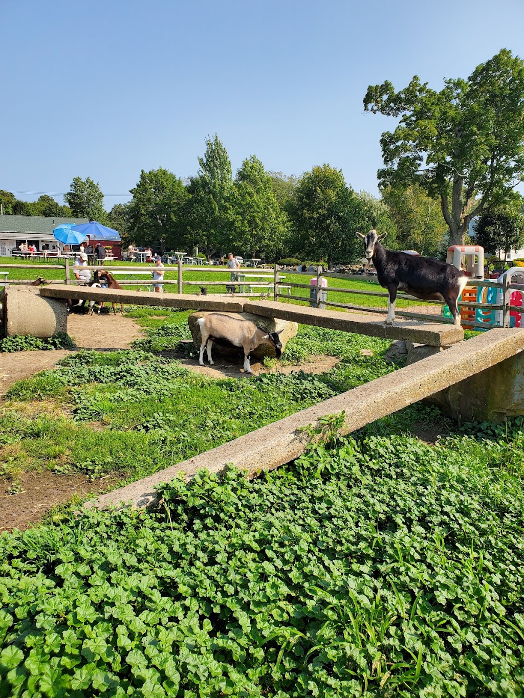 Westview Farms Creamery | 109 E Hill Rd, Monson, MA 01057 | Phone: (413) 267-5355