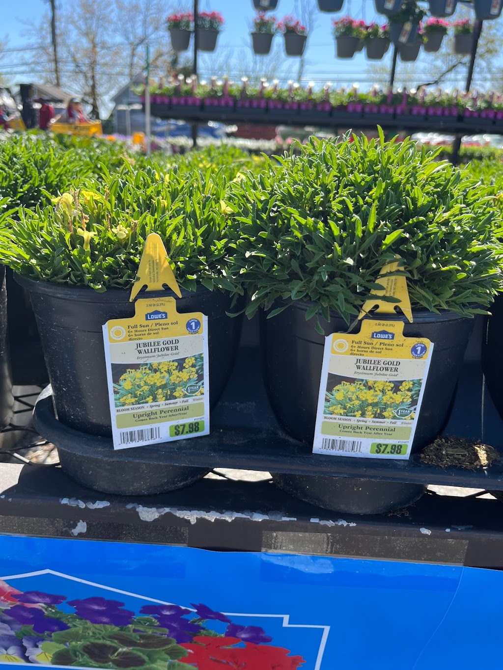 Lowes Garden Center | 5005 Edgmont Ave, Brookhaven, PA 19015 | Phone: (610) 990-8186