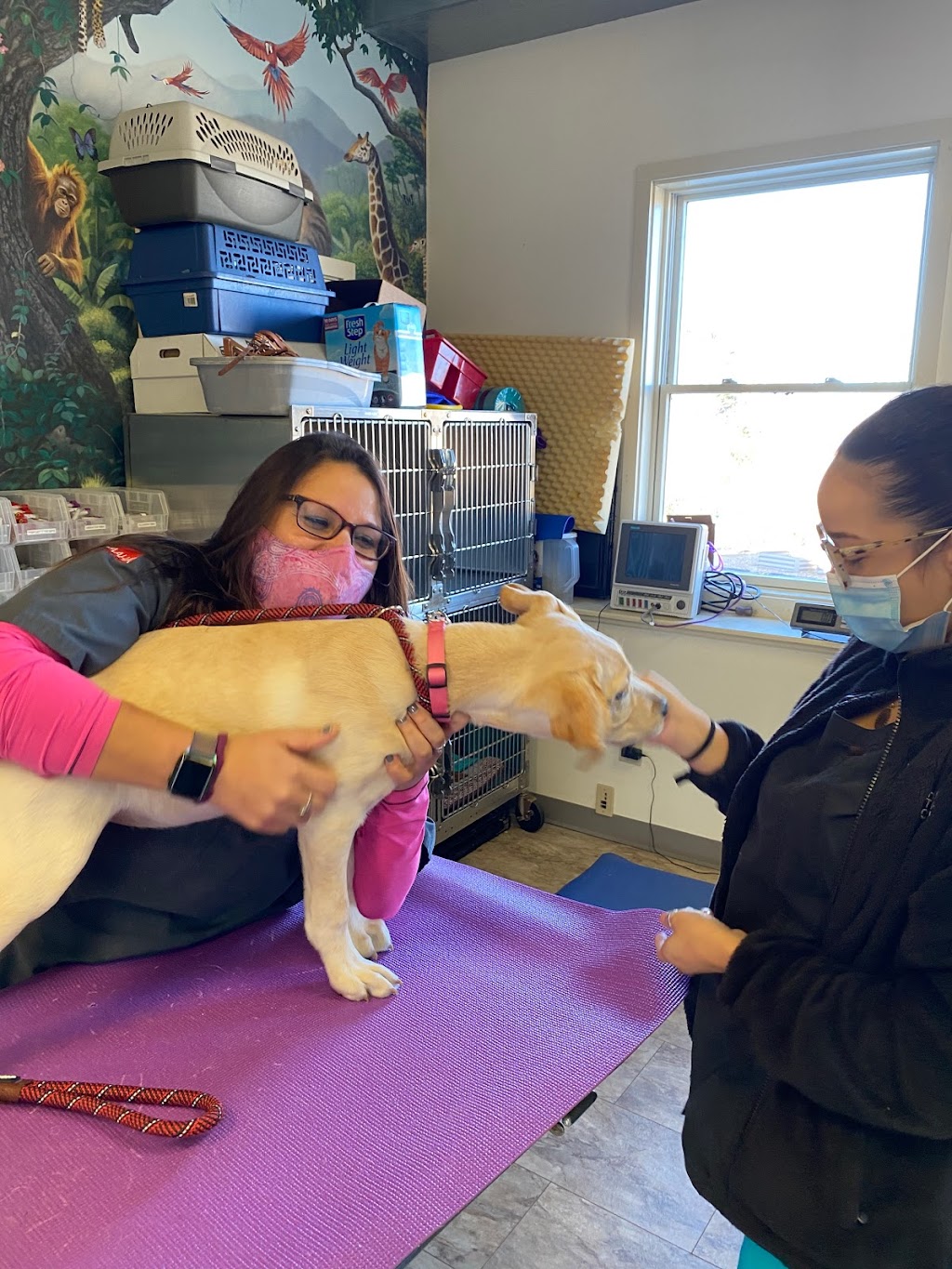 East Shores Animal Wellness Center | 29 Boston Post Rd, Madison, CT 06443 | Phone: (203) 779-5801