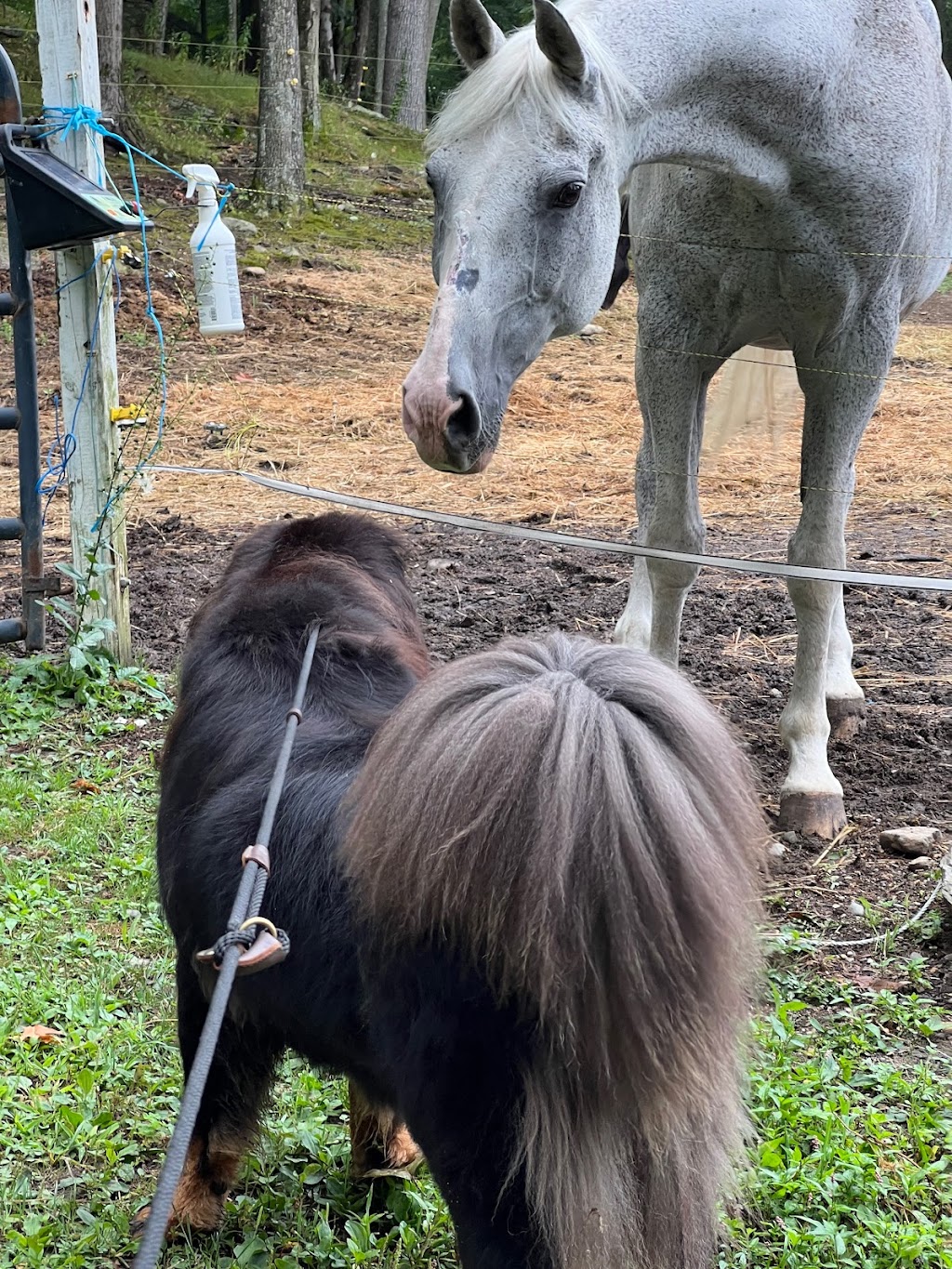 Sky Blue Stables | 52 Montrose Station Rd, Cortlandt, NY 10567 | Phone: (914) 879-5841