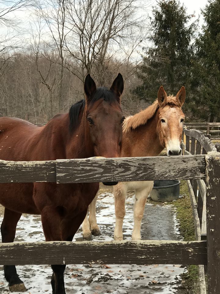 Chicory Meadow Farm | 76 Jack Rd, Cortlandt, NY 10567 | Phone: (914) 737-7814