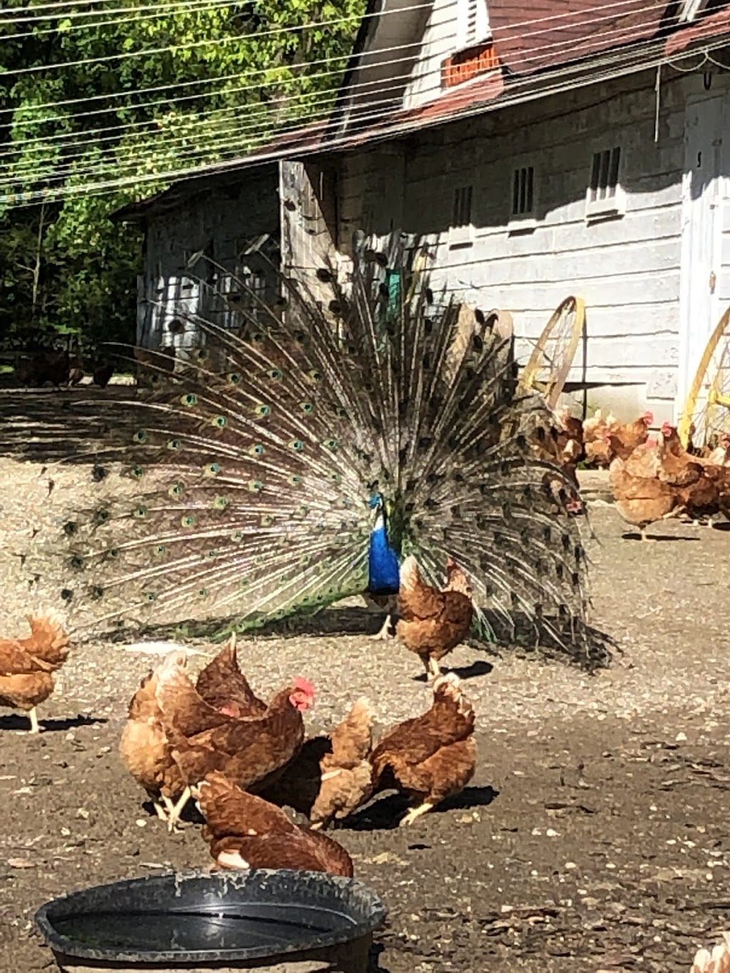 Armstrong Farm of Lattingtown | 20 Peacock Ln, Locust Valley, NY 11560 | Phone: (516) 671-1386