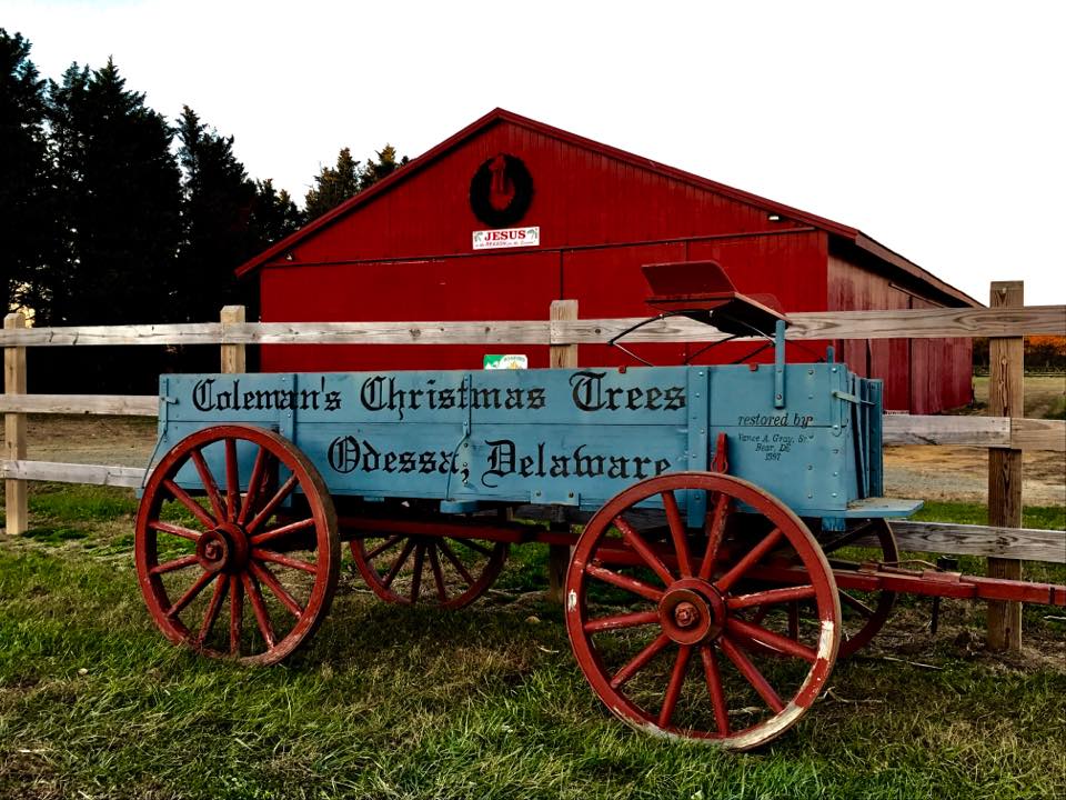 Colemans Christmas Tree Farm | 550 Silver Run Rd, Middletown, DE 19709 | Phone: (302) 378-8949