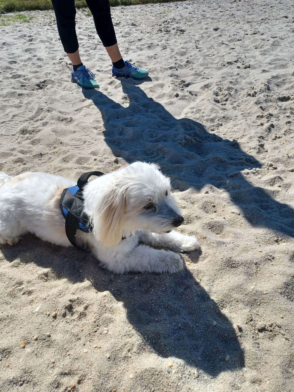 Ocean City Dog Park | 45th St & Haven Ave, Ocean City, NJ 08226 | Phone: (609) 399-6111