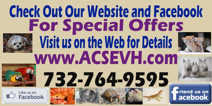 Advanced Care Small and Exotic Veterinary Hospital | 1991 US-22, Bound Brook, NJ 08805 | Phone: (732) 764-9595