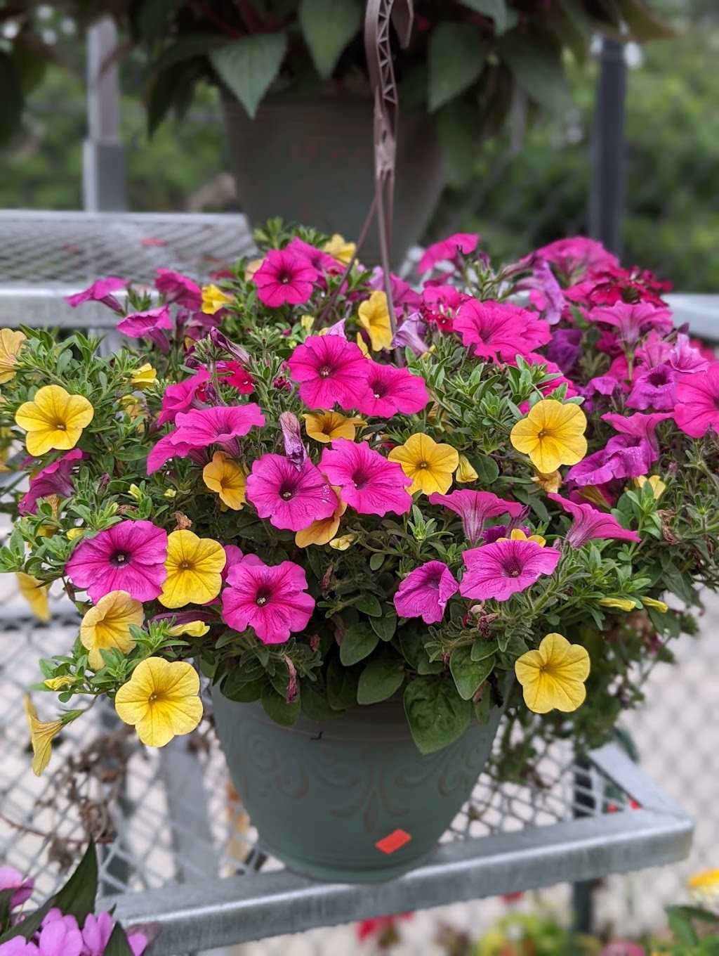 Sandys Garden Center at Forge River Nursery | 1740 Montauk Hwy, Mastic, NY 11950 | Phone: (631) 399-3777