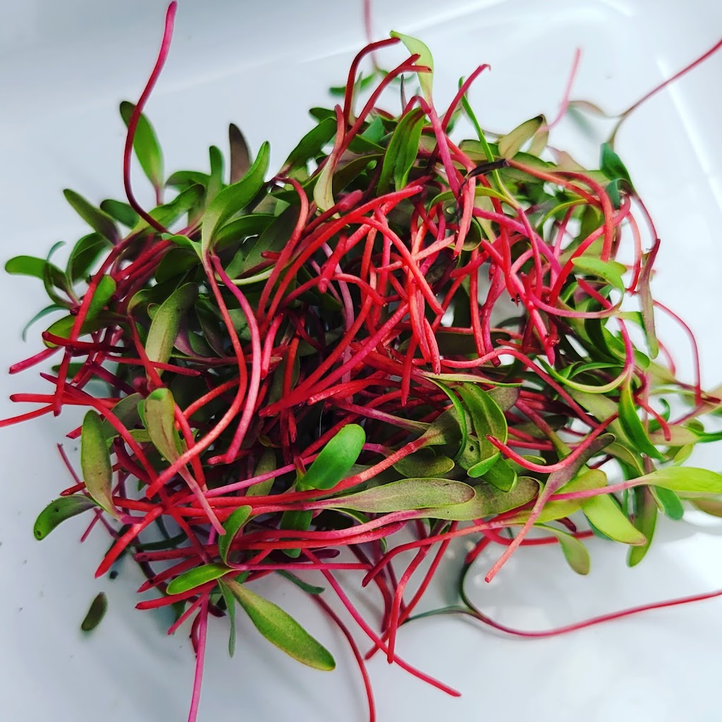 Hudson Valley Microgreens | 305 Titusville Rd Suite A, Poughkeepsie, NY 12603 | Phone: (845) 591-4795