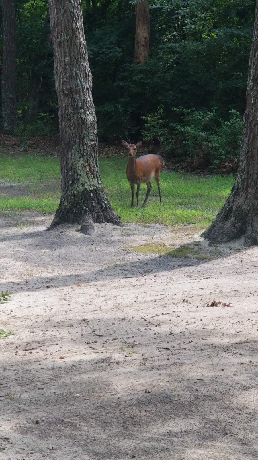 Southaven County Park Campground | River Rd, Shirley, NY 11967 | Phone: (631) 852-1391