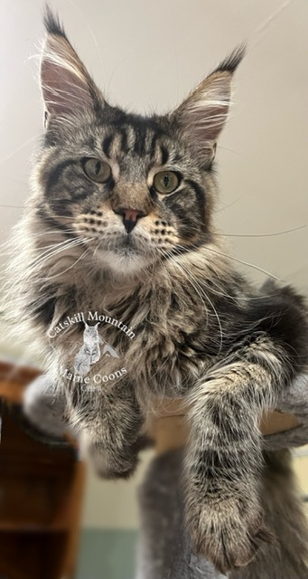 Catskill Mountain Maine Coons Cattery | 648 Irving Rd, Greenville, NY 12083 | Phone: (845) 664-2130