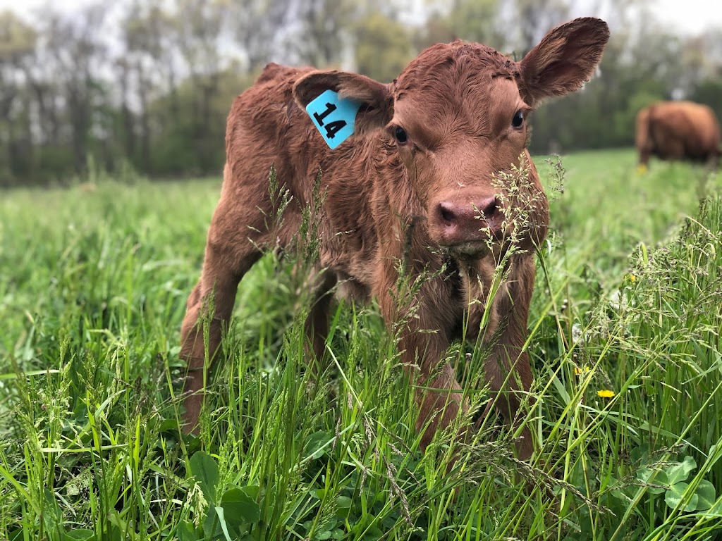 Tussock Sedge Farm - 100% Grass Fed/Grass Finished Beef | 1239 PA-113, Perkasie, PA 18944 | Phone: (267) 450-4024