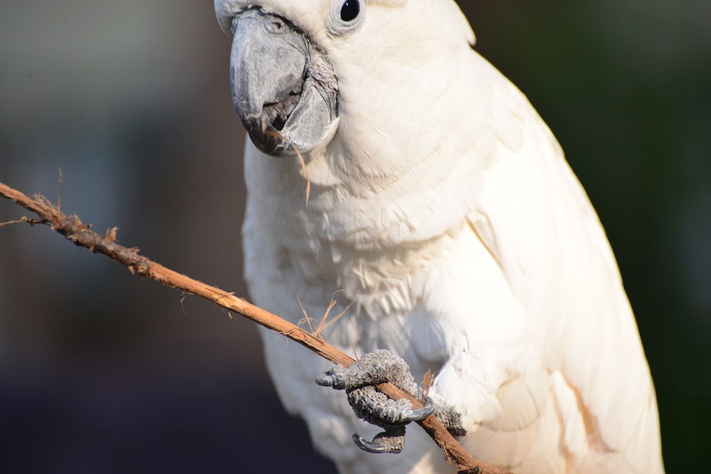 Long Island Bird & Exotics Veterinary Clinic | 333 Great Neck Rd, Great Neck, NY 11021 | Phone: (516) 482-1101