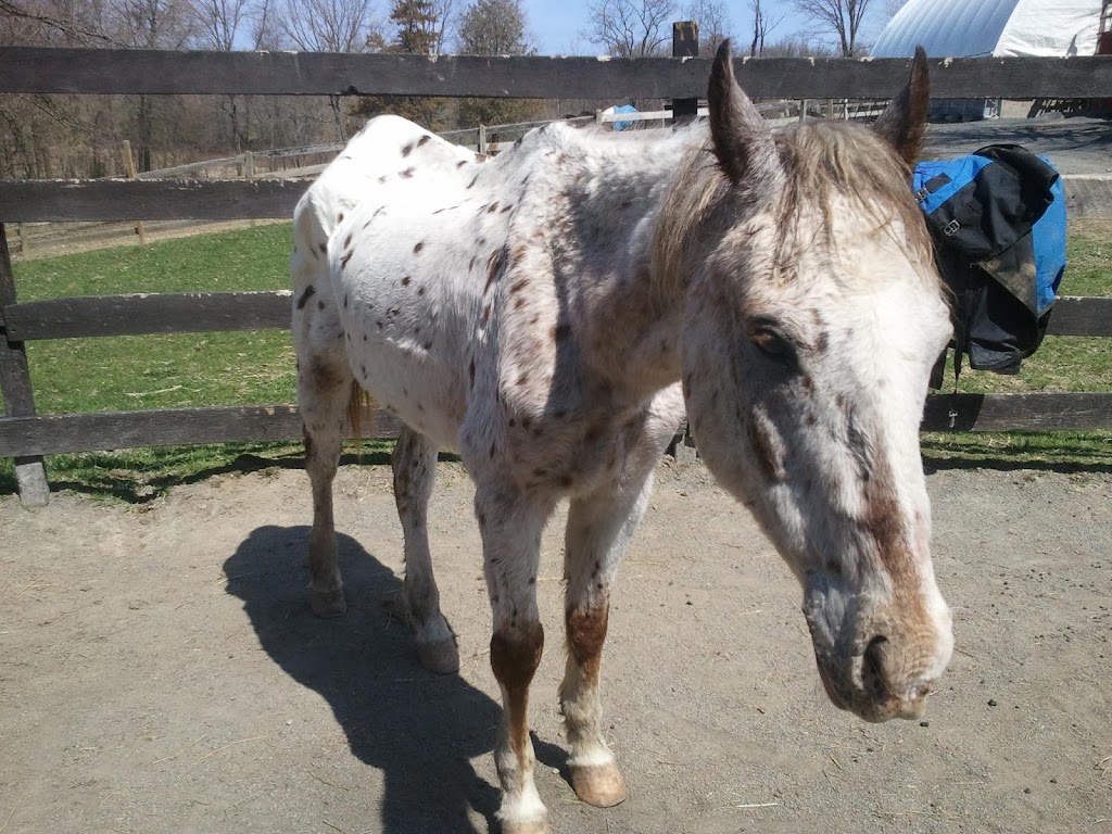 Saddle Brook Farm Animal Rescue | 163 Berea Rd, Walden, NY 12586 | Phone: (845) 778-3420