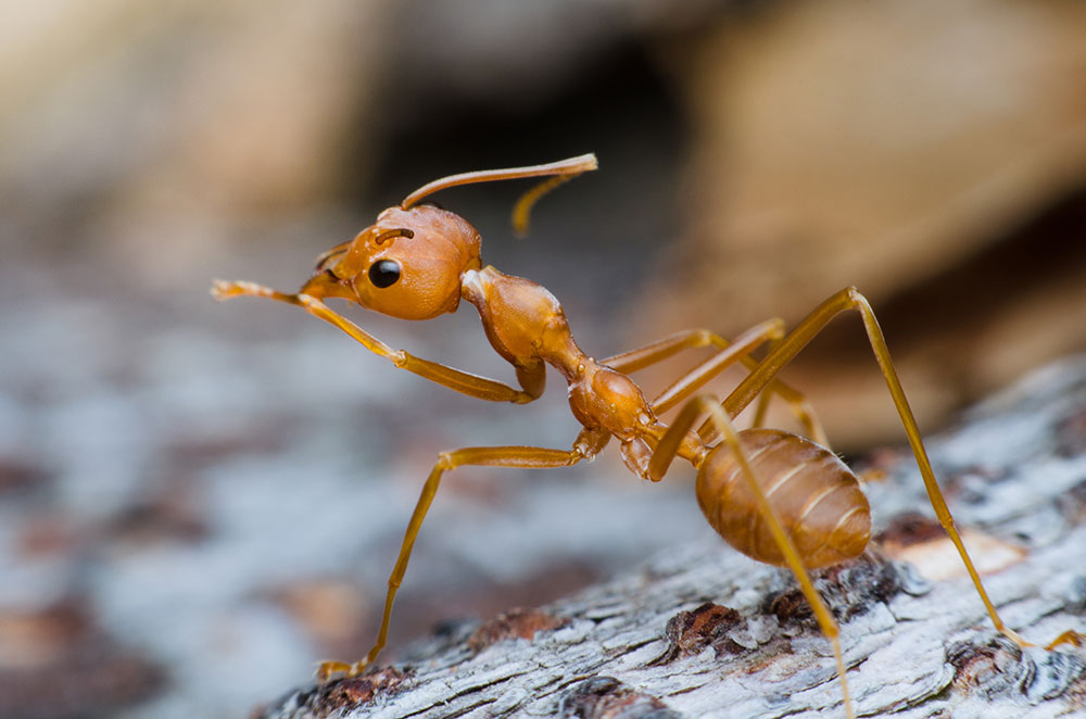 Majestic Pest Control of Hicksville | 108A New South Rd, Hicksville, NY 11801 | Phone: (516) 218-6470