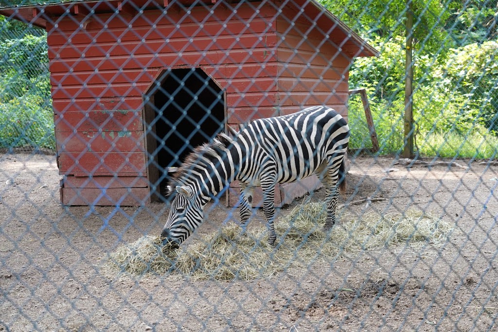 Bailiwick Animal Park and Riding Stables | 118 Castle Rd, Catskill, NY 12414 | Phone: (518) 678-5665