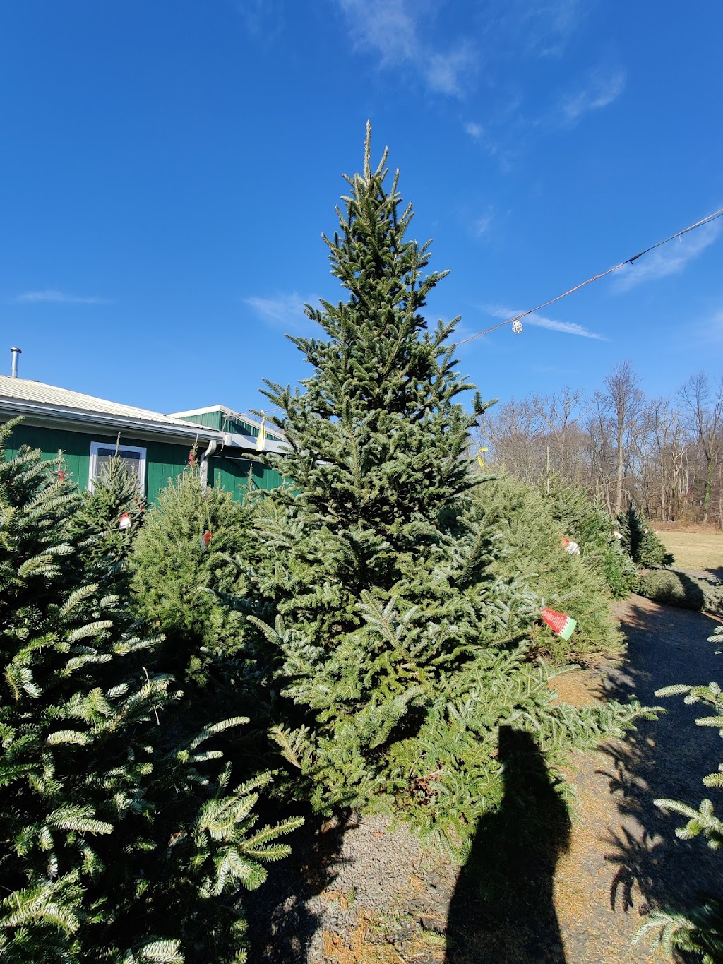 McArdles Holiday Farm | 4316 Mechanicsville Rd, Doylestown, PA 18902 | Phone: (215) 794-7655