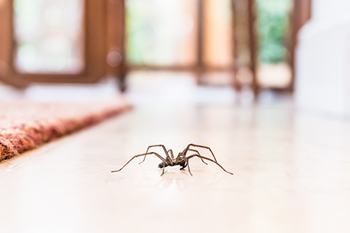 Waltham Pest Services | 630 Silver St #2a, Agawam, MA 01001 | Phone: (413) 786-8071