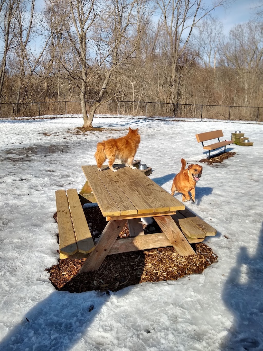Colchester Dog Park | 99 Old Amston Rd, Colchester, CT 06415 | Phone: (860) 537-7295