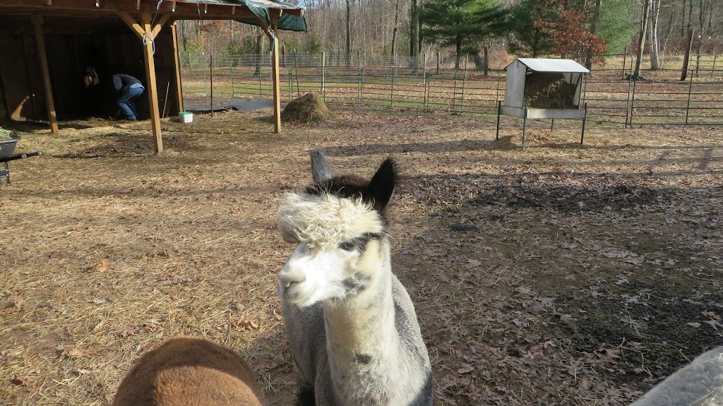 Clear Mountain Alpacas LLC | 45 Pioneer Heights, Somers, CT 06071 | Phone: (860) 749-2510