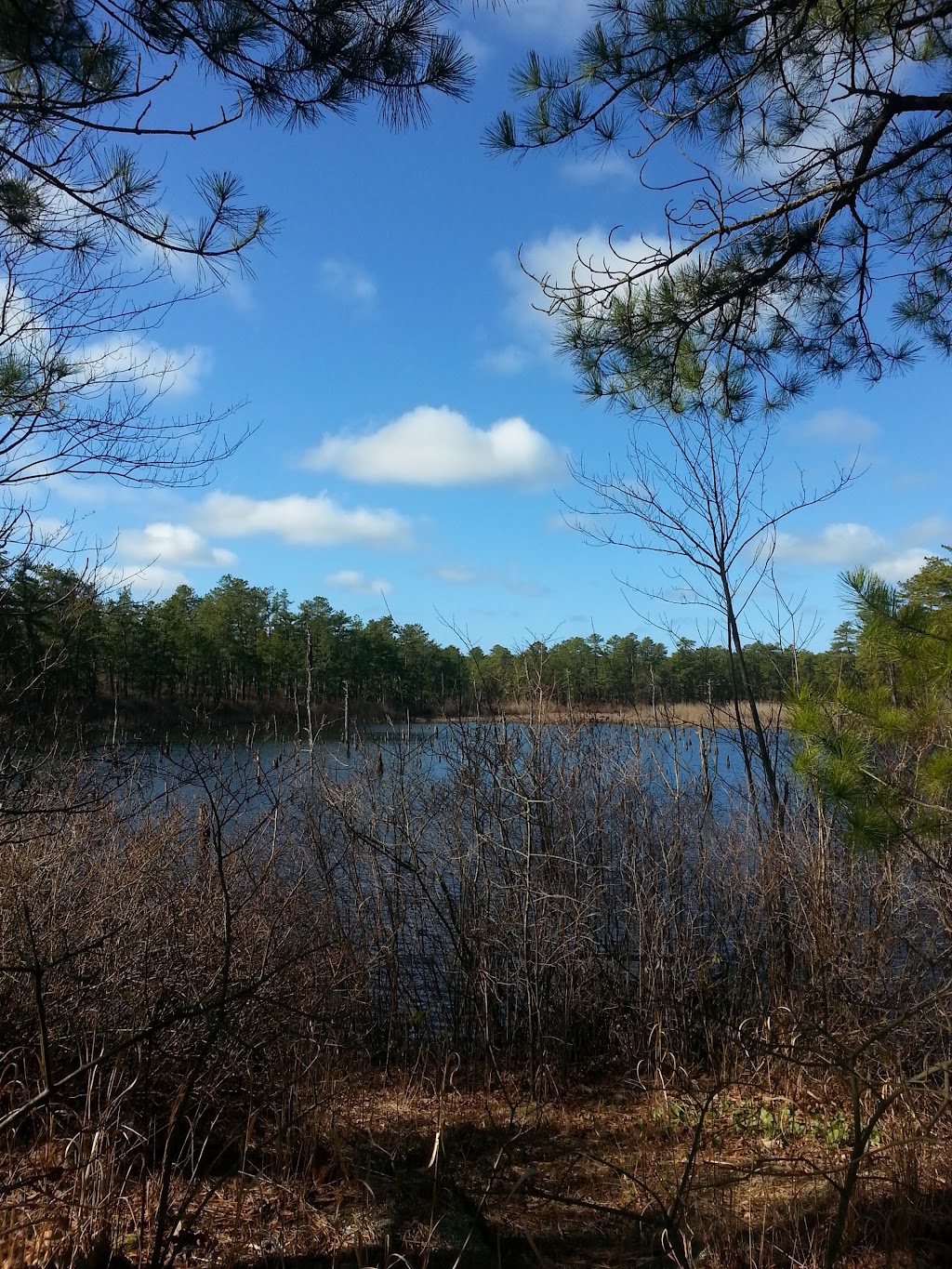 Greenwood Forest Wildlife Management Area | Barnegat, NJ 08005 | Phone: (609) 984-0547