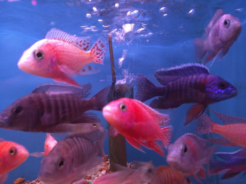 Kissena Aquarium Inc | 4630 Kissena Blvd, Queens, NY 11355 | Phone: (718) 358-0761