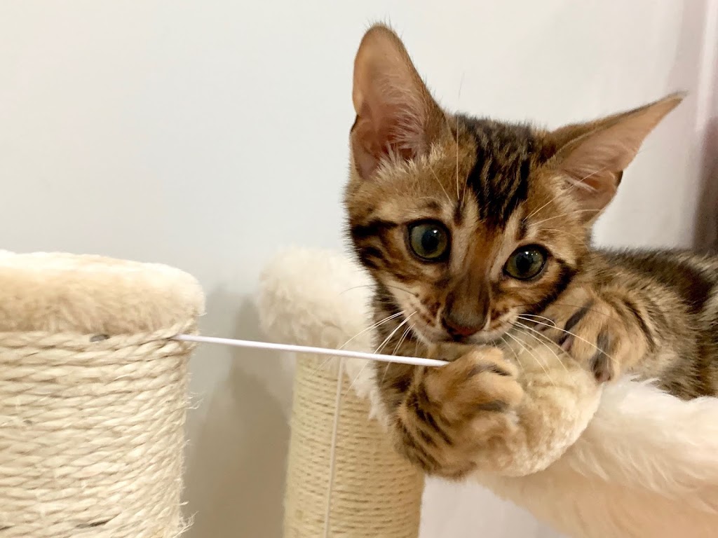 LaVieAnge Bengal Cats and Kittens Cattery | 7010 Avenue U, Brooklyn, NY 11234 | Phone: (718) 808-3690