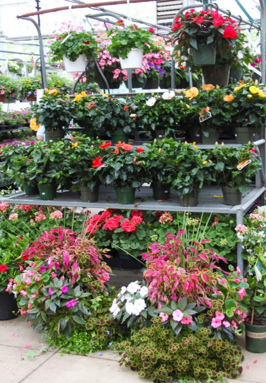 Halls Garden Center & Florist | 700 Springfield Ave, Berkeley Heights, NJ 07922 | Phone: (908) 665-0331