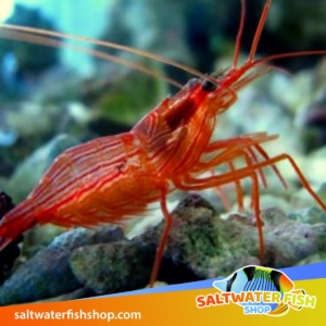 Saltwater Fish Shop | 2511 Fire Rd A7, Egg Harbor Township, NJ 08234 | Phone: (609) 408-8783