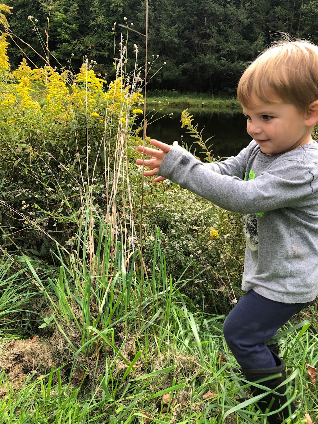 The Oak Rose Forest School by The Wizard School | 132 Hospital Rd, Callicoon, NY 12723 | Phone: (561) 718-3052